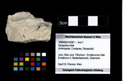 Foto (Objekt + Etikett) von Decapoda indet.  (NHMW-GEO-1990-0041-0381)